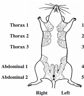 Figure 2.1: Position and labelling of mammary glands of mice. 