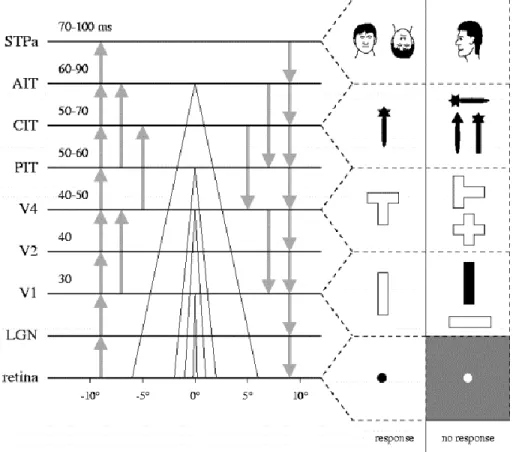 Figure 3: adopted from [28]: the latencies between the layered structure of the ventral pathway  (from retina to STPa), in miliseconds.