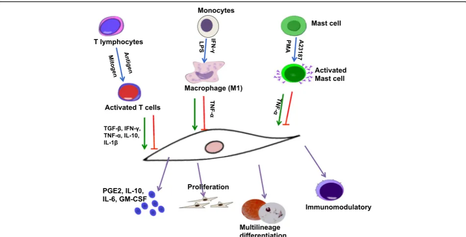Fig. 2 Impact of the immune milieu on craniofacial MSCs. Immune cells secrete inflammatory factors such as interferon gamma (multilineage differentiation, and immunomodulation