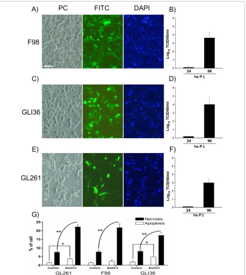 Figure 1 Representative pictures (10×) of BoHV-4-EFGPreleased during the time at 24 and 96 hours (hs) post infection (P.I.) are shown in B, D and F