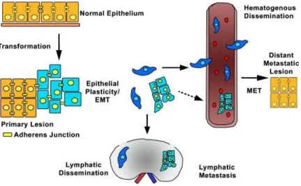 Figure 1.1 Transition between epithelial and mesenchymal state of cells. 