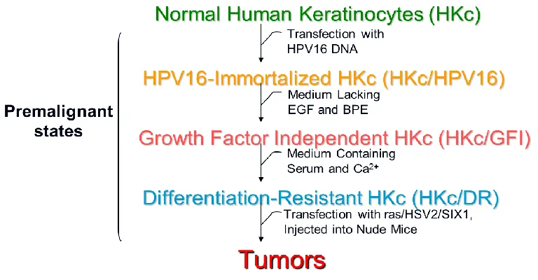 Figure 1.4 in-vitro model system of HPV16-mediated transformation of normal HKc. 