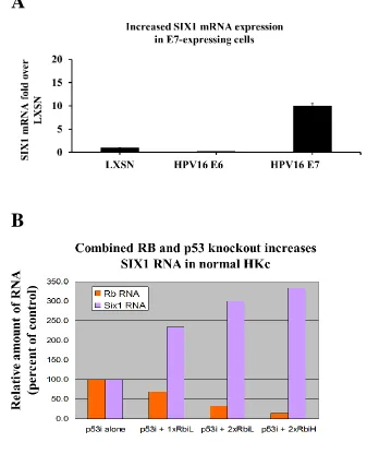 Figure 2.4 Increased SIX1 RNA expression in normal HKc and HKc/E7-expressing cells. (A) Real-time PCR analysis of SIX1 mRNA in normal HKc expressing HPV16E7