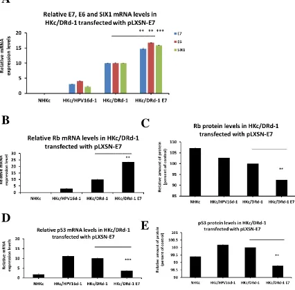 Figure 2.5 Increased SIX1 and HPV16- E6 mRNA expression in HKc/DR overexpressing HPV16 E7 from the pLXSN.neo- E7 vector