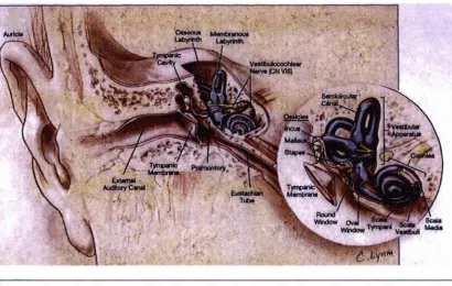 Figure 2.4. Anatomy of the external, middle and inner ear (coronal view). (Copied from, Yueh, & © 