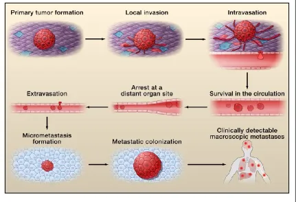 Figure 1.1: The metastatic cascade. Metastasis comprises many steps to allow tumor cells to break into circulation from the primary tumor and travel and arrest to a distant site to form a metastatic tumor