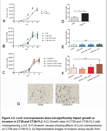 Figure 3.2: Lcn2 overexpression does not significantly impact growth or 