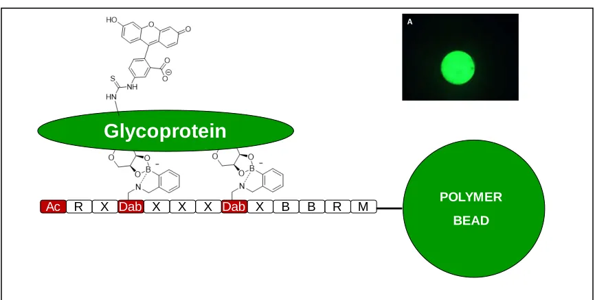 Figure 1.10: Schematic representation of Boronic acid and SL interaction with a glycan or glycoprotein