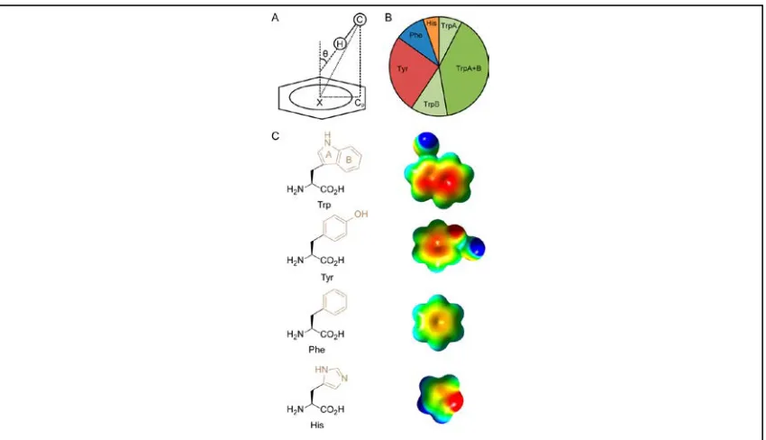 Figure 1.13: (A) Parameters used to identify CH−π interactions:  CH−π angle (θ, ≤ 40°), CH−π distance (C-X, ≤ 4.5 Å), (B) Raw-count distribution of aromatic side chains identified making CH−π interactions with carbohydrates
