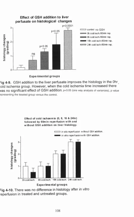 Fig 4-10. There was no difference in histology after in vitro reperfusion in treated and untreated groups.