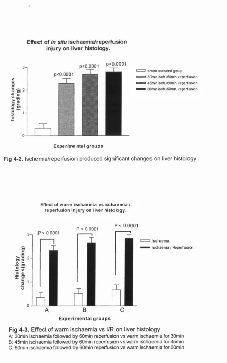 Fig 4-2. Ischemia/reperfusion produced significant changes on liver histology.