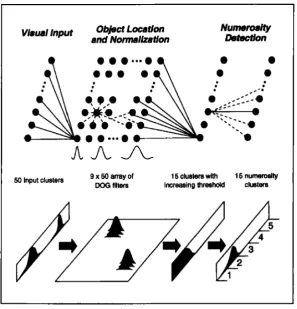 Figure 4.2: Numerosity detection