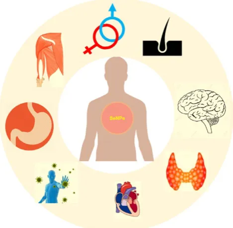 Figure 2: Schematic representation of SeNPs possible interaction with body organ systems: In this Fig