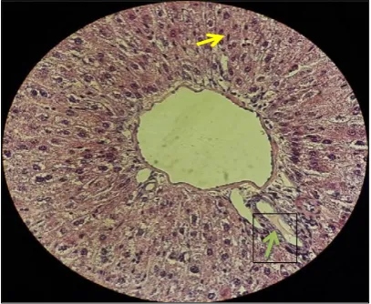 Figure 4. Photomicrograph of rat liver tissues in the control group. In this group, the hepatic tissues Fig