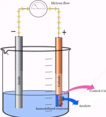 Fig. 2. Schematic view of an amperometric determination of analyte based on immobilized CA on the cathode.