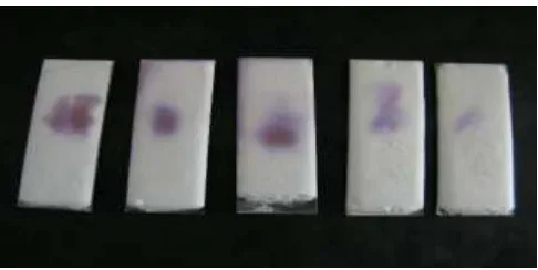 Figure. 1 showing TLC plates of pink spot derivatives of tissue extracts separated by thin layer chromatography