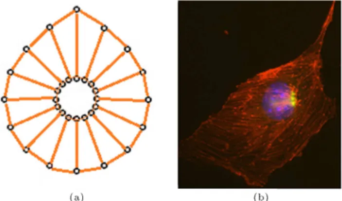 Figure 7. The morphology of a migrating cell obtained from cell simulation.