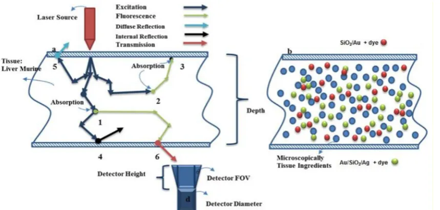 Fig. 1. (a) Schematic of the interaction of light with tissue (Absorption, scattering, diffuse reflection, Internal reflection, and transmission) and (b) microscopic view of the tissue’s ingredients and randomly diffusion of NPs into tissue.