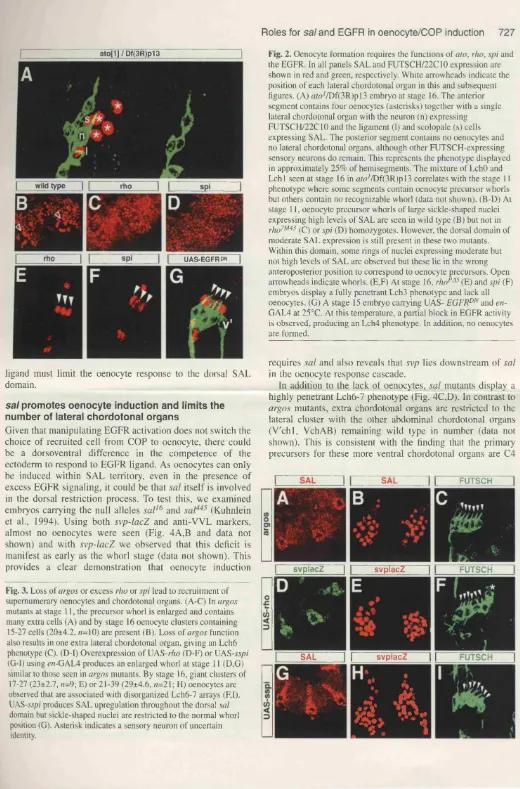 Fig. 2. Oenocyte formation requires the functions of ato, rho, spi and 