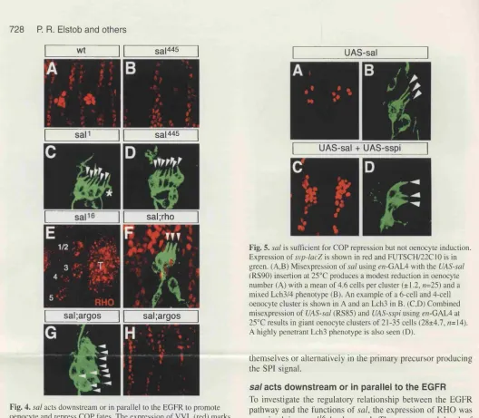 Fig. 4. saloenocyte and repress COP fates. The expression of VVL (red) marks oenocytes and FUTSCH/22C10 (green) labels chordotonal organs in all panels except E