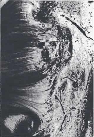 Fig. 6. Optic microscopy. in the root of the tooth, the  granular layer distributed in groups communicates  with dentinal tubules