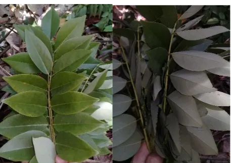 Fig. 2. The leaves of G. sepium (Jacq.) Walp. used in the study. 