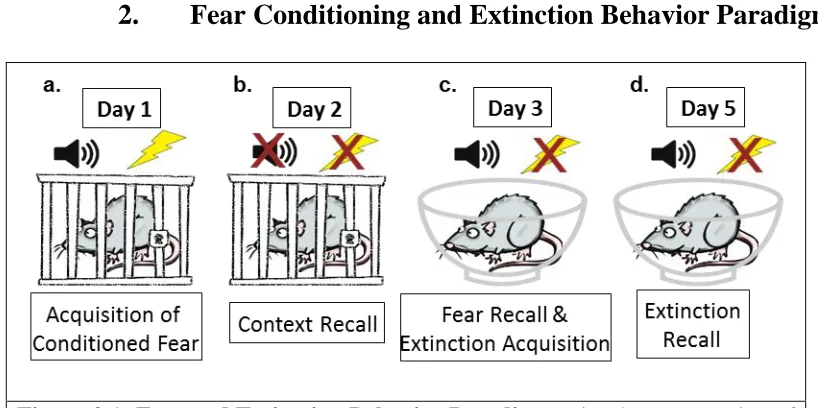 Figure 2.1: Fear and Extinction Behavior Paradigm. Visual representation of the fear learning and fear extinction paradigm used in this study