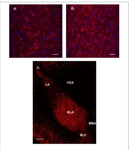 Figure 3.4: Basolateral Amygdala M1 mAChR+ Cell Density. Image a and b are images of BLA collected at 40X on the confocal, red is M1 mAChR, blue is DAPI