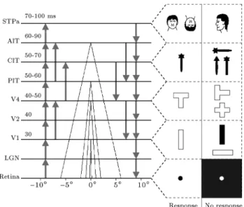 Figure 3. Latencies between the layered structure of the ventral pathway (from retina to STPa) in milliseconds (adopted from [28]).