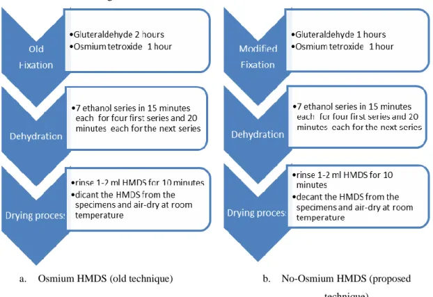 Fig. 1. The difference of the fixation process for both osmium HMDS and no osmium HMDS techniques 