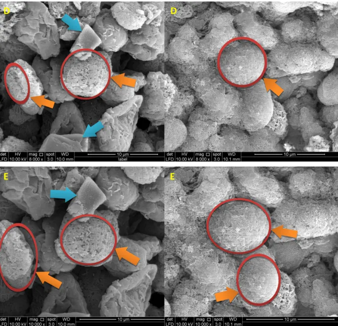 Fig. 3. Comparison of normal specimen images using osmium HMDS (left) versus no osmium HMDS (right)  techniques 