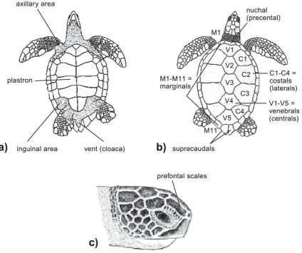 Figure 1. Ventral (a) and dorsal (b) view showing basic external structures of a Cheloniid marine turtle