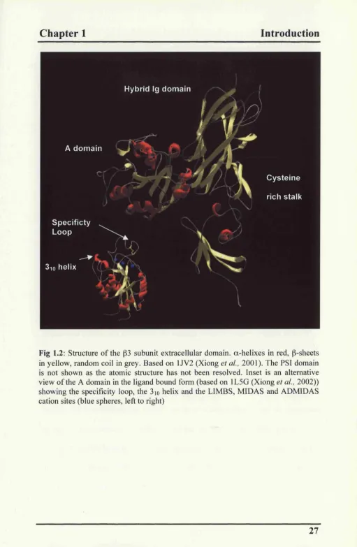 Fig 1.2: Structure of the P3 subunit extracellular domain, a-helixes in red, P-sheets 