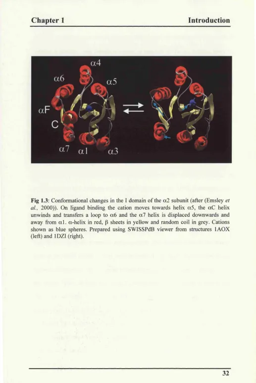 Fig 1.3: Conformational changes in the I domain of the a2 subunit (after (Emsley et 