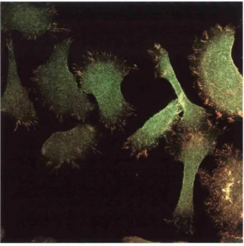 Fig 1.4: Kératinocytes expressing endogenous WT human integrin (Red) and YPRF mutant chick integrin (Green) spread on collagen