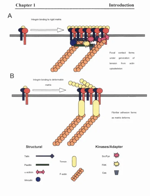 Fig 1.5 : Schematic structure and components of (A) focal contacts and (B) fibrillar adhesions.