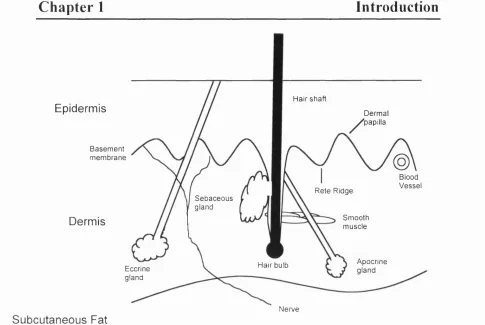 Fig 1.7: Schematic representation of the structure of human skin.