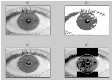 Figure 7. Examples of the segmented iris  2.2.  Iris normalization 