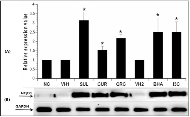 Figure 1.  (A) Effect of 50 mg/kg SUL, CUR, QRC, BHA and I3C on NQO1 gene expression in mice liver as assayed by qPCR
