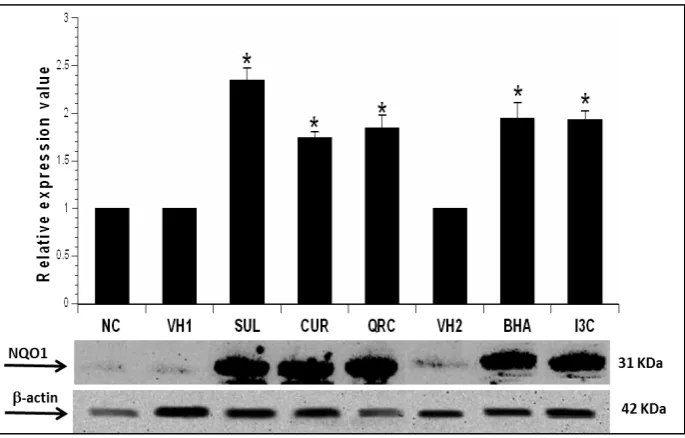 Figure 2. Effect of 50 mg/kg SUL, CUR, QRC, BHA and I3C on NQO1 protein expression in mice liver as assayed by Western blotting