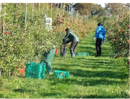 Figure 4. Experimental trial in Dąbrowice Figure 4. Experimental trial in Dąbrowice