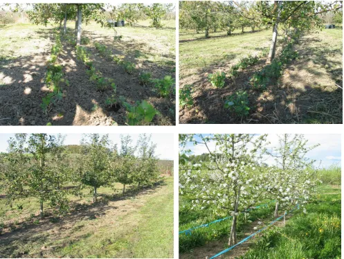 Figure 7. Demonstration trial in October 2018 and in spring 2019