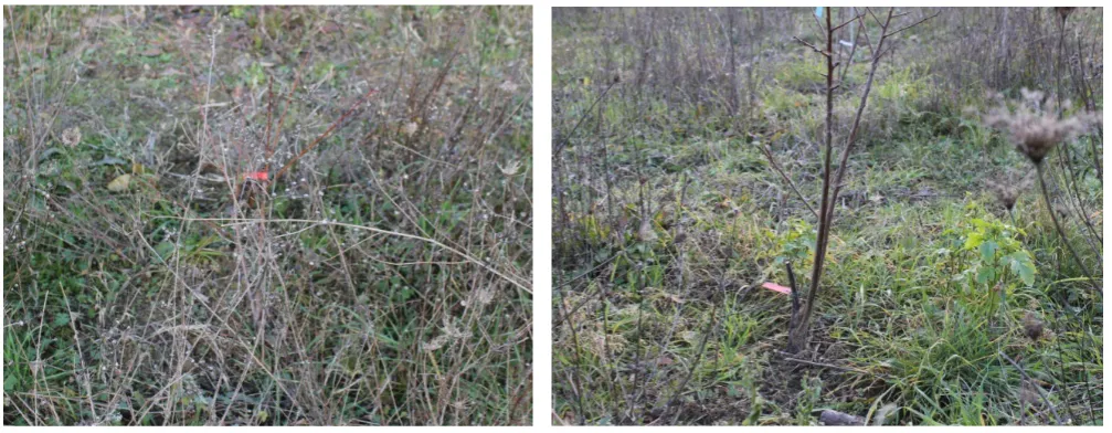 Figure 8. Weed height in control (left) and selectively weeded (right) parcels
