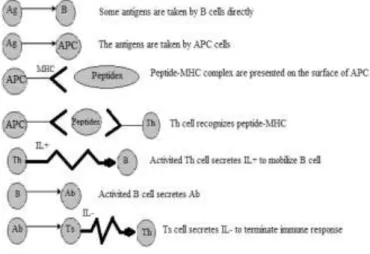 Figure 1. Natural immune response mechanisms 