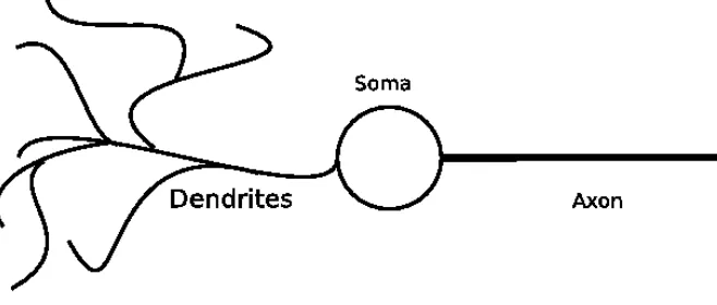 Figure 1: A schematic representation of a biological neuron
