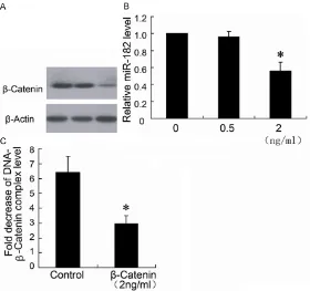 Figure 4. Knockdown of β-catenin expression decreased miR-182 expres-sion of HCT116 cells