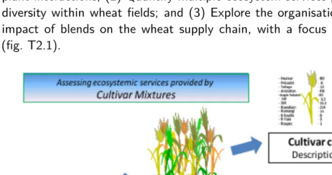 Figure T2.1: The three main research axes developed by the Wheatamix project.
