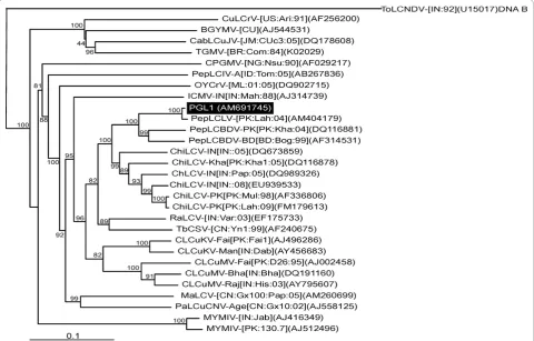 Figure 1 Phylogenetic dendrograms based upon an alignment of selected complete sequences (or DNA A components) of(CLCuKV),(MaLCV),begomoviruses