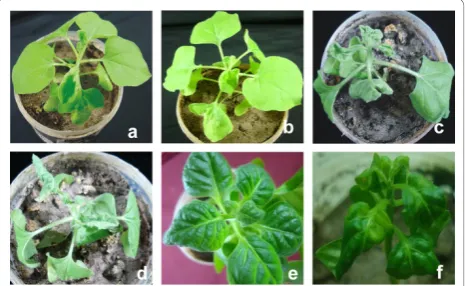Table 3 Infectivity and symptoms induced by Pepper leaf curl Lahore virus