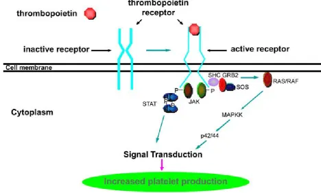 Figure 1: Mechanism of action of TPO181 